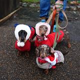 Sausages Walk im Hyde Park in London: weihnachtliche Dackel