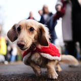 Sausages Walk im Hyde Park in London: weihnachtliche Dackel