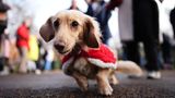 Sausages Walk im Hyde Park in London: weihnachtliche Dackel