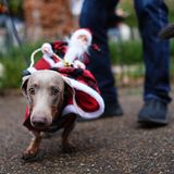 Sausages Walk im Hyde Park in London: weihnachtliche Dackel