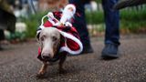 Sausages Walk im Hyde Park in London: weihnachtliche Dackel