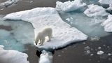 Ein EIsbär steht auf einer Eisscholle