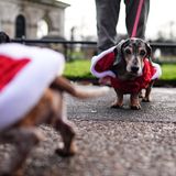 Sausages Walk im Hyde Park in London: weihnachtliche Dackel