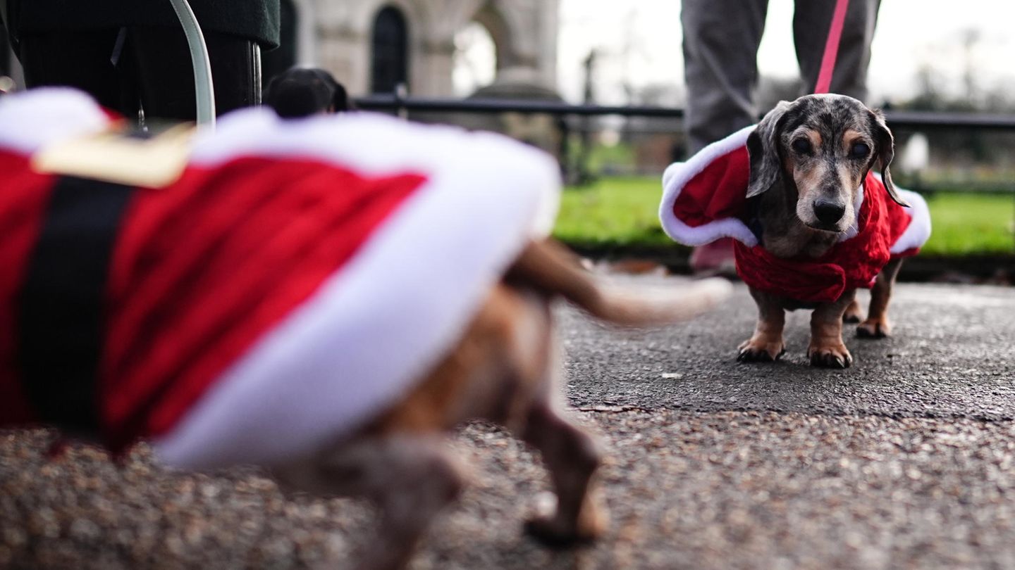 Sausages Walk im Hyde Park in London: weihnachtliche Dackel