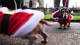 Sausages Walk im Hyde Park in London: weihnachtliche Dackel
