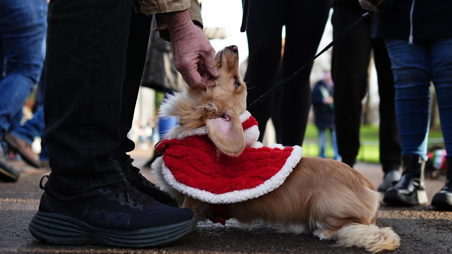 Sausages Walk im Hyde Park in London: weihnachtliche Dackel