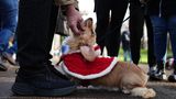 Sausages Walk im Hyde Park in London: weihnachtliche Dackel