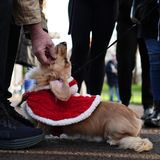 Sausages Walk im Hyde Park in London: weihnachtliche Dackel