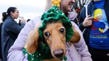 Sausages Walk im Hyde Park in London: weihnachtliche Dackel