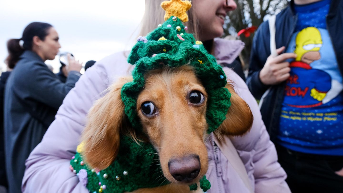 Sausages Walk im Hyde Park in London: weihnachtliche Dackel