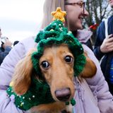 Sausages Walk im Hyde Park in London: weihnachtliche Dackel