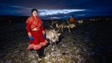 Die Sami in Norwegen züchten die Rentiere