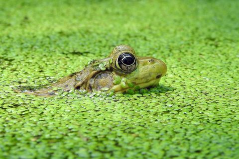 Wasserlinsen statt Diät, so hilft die Pflanze beim Abnehmen