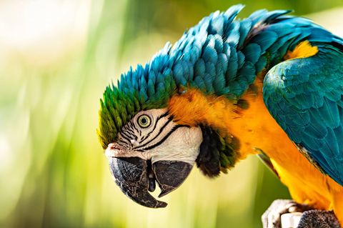 Biodiversität: Ein Gelbbrustara neigt seinen Kopf