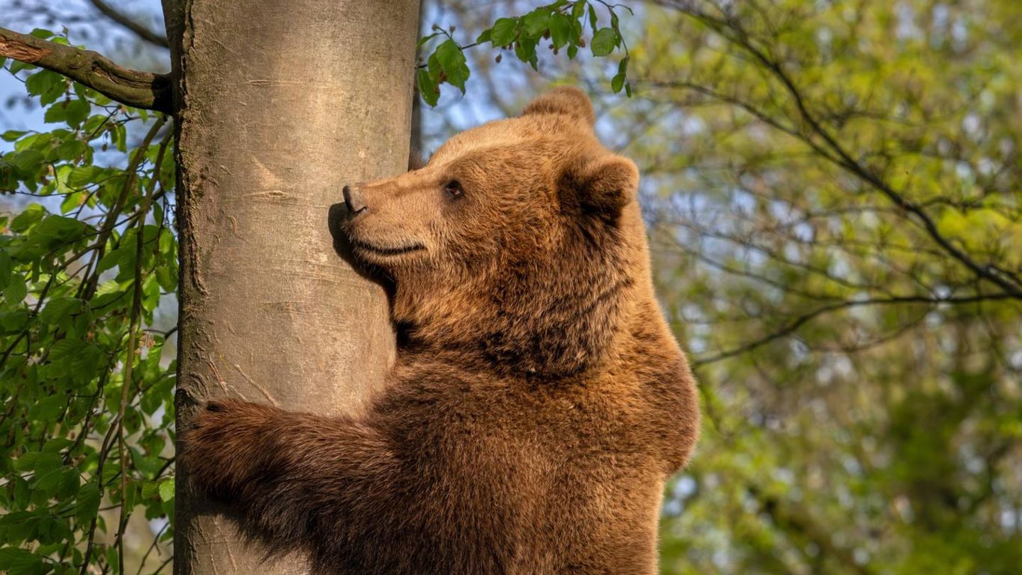 Bär auf einem Baum