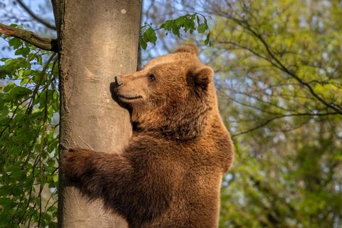 Bär auf einem Baum