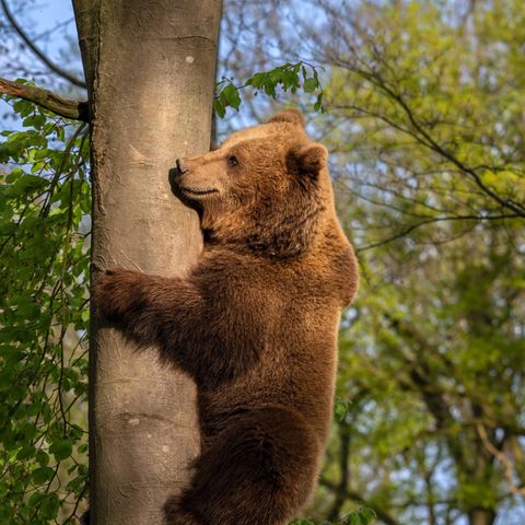 Bär auf einem Baum
