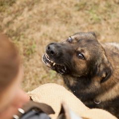 Werwolfsyndrom: Ein Hund zeigt aggressives Verhalten