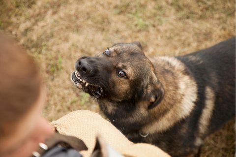 Werwolfsyndrom: Ein Hund zeigt aggressives Verhalten