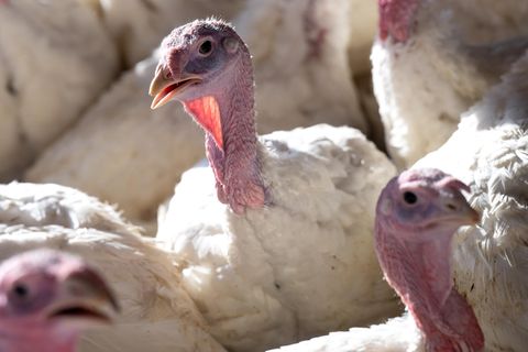 Vierzehn Wochen alte Puten stehen in einem Putenstall. Das Vogelgrippe-Virus grassiert in vielen Populationen weltweit