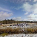 Bunte Kleider schmücken ihre unbeweglichen Körper, die gesichtslosen Strohköpfe schauen in dieselbe Richtung. Eine Armee von Figuren steht schweigend auf einem Feld nahe einer Autobahn außerhalb von Suomussalmi, Finnland. Die "Silent People" von Künstler Reijo Kela scheinen über die Straße zu wachen – doch ihre wahre Bedeutung bleibt ein Rätsel