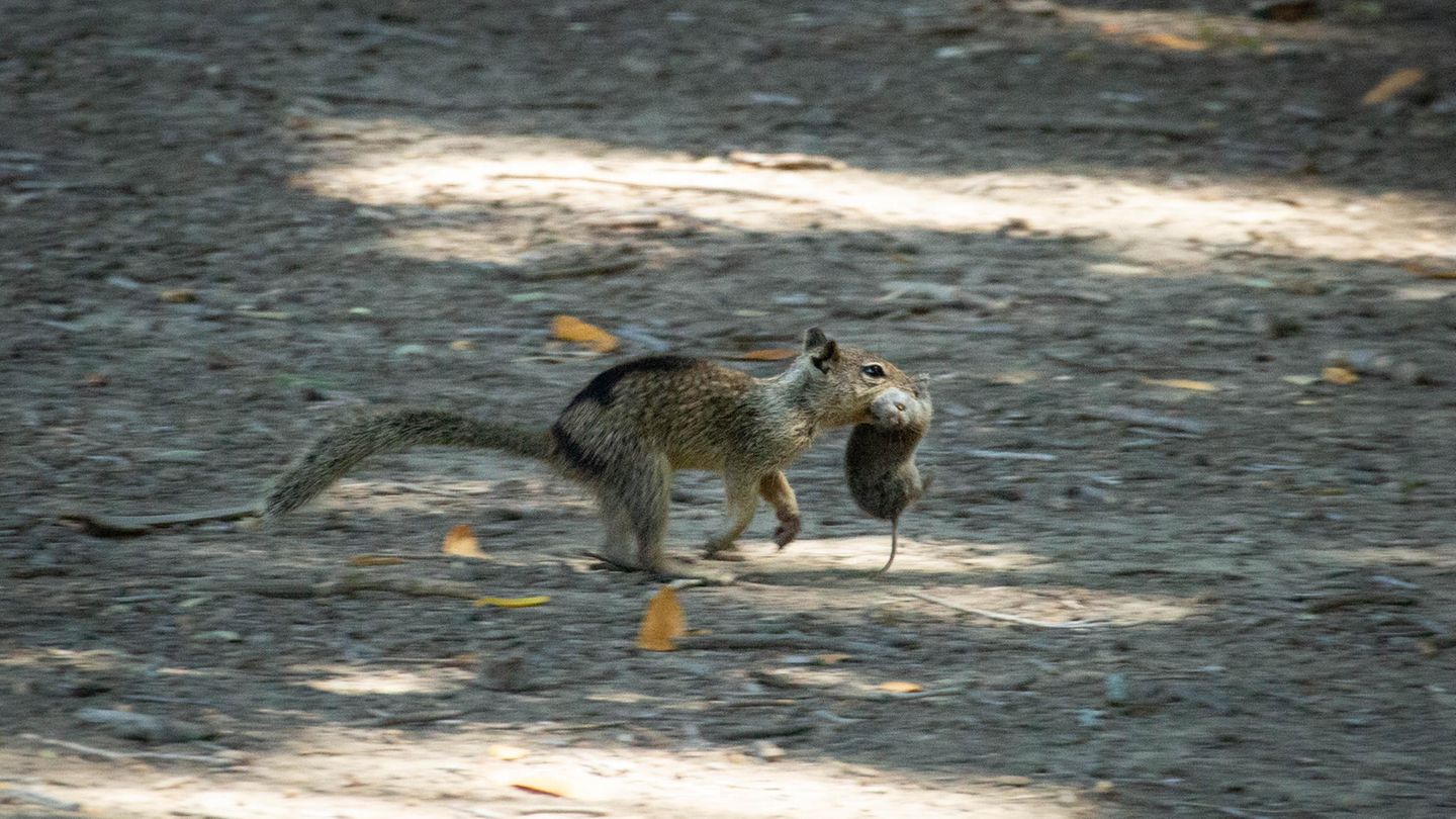 Erdhörnchen mit Wühlmaus
