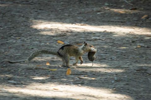 Erdhörnchen mit Wühlmaus
