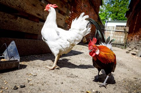 Vogelgrippe: Eine Henne und ein Hahn laufen über den Boden