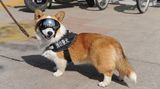 Ein rot-braun gescheckter Corgi mit Leine, Polizeigeschirr und einer Schutzbrille