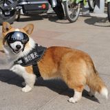 Ein rot-braun gescheckter Corgi mit Leine, Polizeigeschirr und einer Schutzbrille