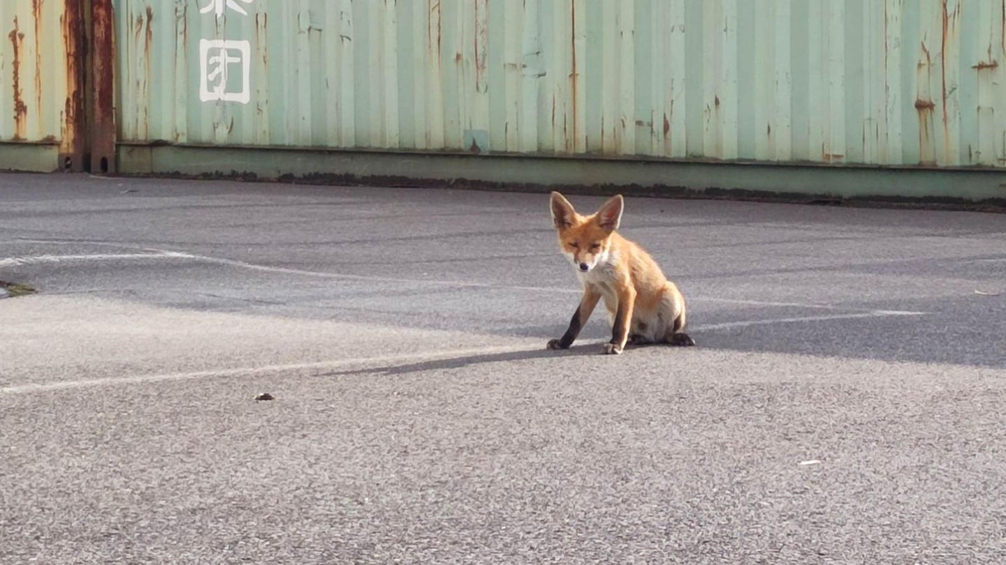 Ein junger Fuchs sitzt auf dem Asphalt vor einem Container