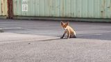 Ein junger Fuchs sitzt auf dem Asphalt vor einem Container