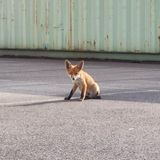 Ein junger Fuchs sitzt auf dem Asphalt vor einem Container