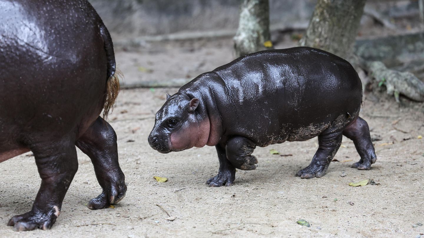 Ein nasser Flusspferd-Baby läuft hinter seiner mutter her