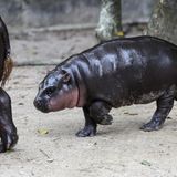 Ein nasser Flusspferd-Baby läuft hinter seiner mutter her