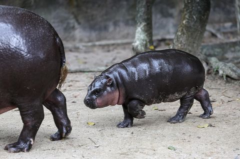 Ein nasser Flusspferd-Baby läuft hinter seiner mutter her