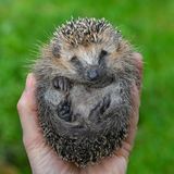 Ein Igel, halb zusammengerollt in einer Menschenhand, blickt in die Kamere