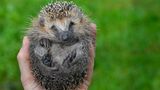 Ein Igel, halb zusammengerollt in einer Menschenhand, blickt in die Kamere