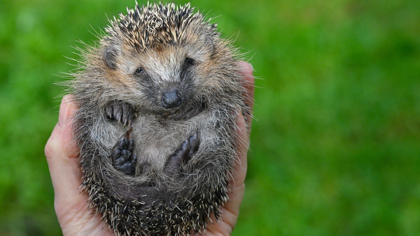 Ein Igel, halb zusammengerollt in einer Menschenhand, blickt in die Kamere