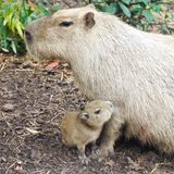 Das Capybara-Baby Tupi kuschelt sich ans Vorderbein seiner Mutter