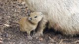 Das Capybara-Baby Tupi kuschelt sich ans Vorderbein seiner Mutter