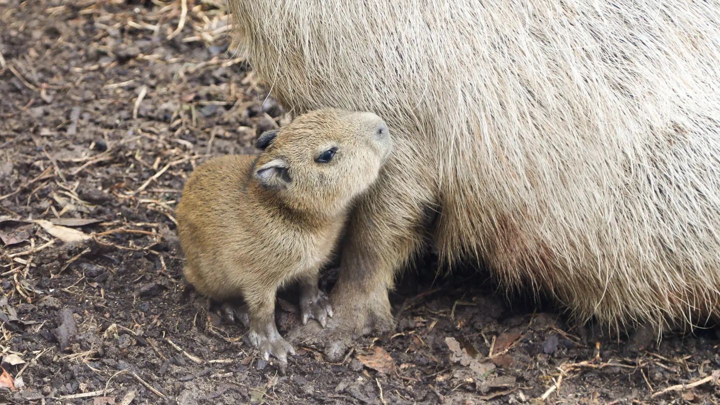 Das Capybara-Baby Tupi kuschelt sich ans Vorderbein seiner Mutter Das Capybara-Baby Tupi kuschelt sich ans Vorderbein seiner Mutter