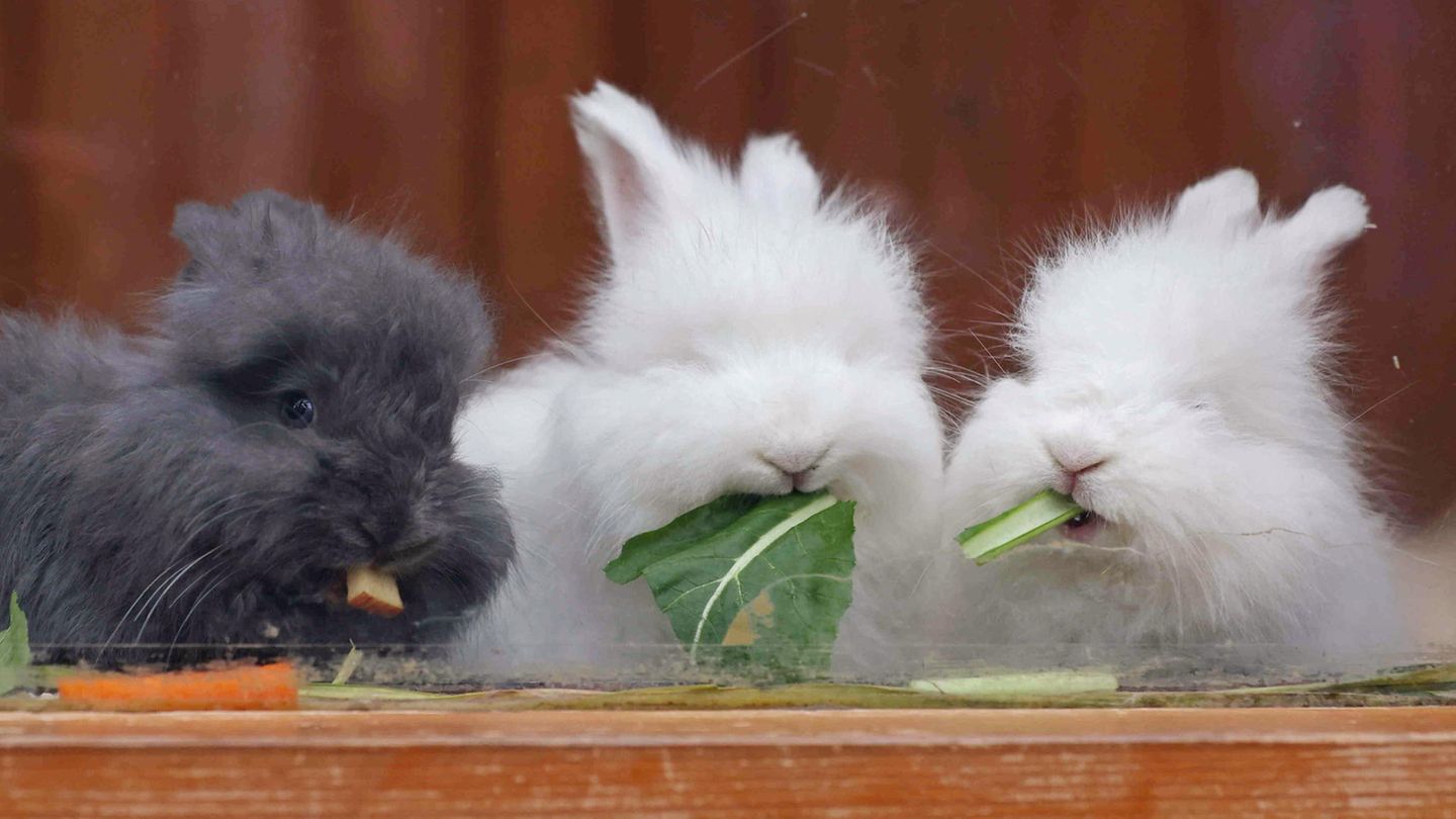 Tiere des Jahres: Flauschig, aber kaum noch gezüchtet: Anfang 2024 kürte die Gesellschaft zur Erhaltung alter und gefährdeter Haustierrassen unter anderem das Angorakaninchen zum Nutztier des Jahres – weil es in Deutschland so selten geworden ist. Nur noch ein paar 100 der wolligen Nager mit den Puschelohren leben bei deutschen Züchtern. Angora-Wolle wird inzwischen vor allem in Asien produziert, wo die Tiere unter teils schlimmen Bedingungen gehalten werden Flauschig, aber kaum noch gezüchtet: Anfang 2024 kürte die Gesellschaft zur Erhaltung alter und gefährdeter Haustierrassen unter anderem das Angorakaninchen zum Nutztier des Jahres – weil es in Deutschland so selten geworden ist. Nur noch ein paar 100 der wolligen Nager mit den Puschelohren leben bei deutschen Züchtern. Angora-Wolle wird inzwischen vor allem in Asien produziert, wo die Tiere unter teils schlimmen Bedingungen gehalten werden