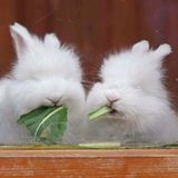 Flauschig, aber kaum noch gezüchtet: Anfang 2024 kürte die Gesellschaft zur Erhaltung alter und gefährdeter Haustierrassen unter anderem das Angorakaninchen zum Nutztier des Jahres – weil es in Deutschland so selten geworden ist. Nur noch ein paar 100 der wolligen Nager mit den Puschelohren leben bei deutschen Züchtern. Angora-Wolle wird inzwischen vor allem in Asien produziert, wo die Tiere unter teils schlimmen Bedingungen gehalten werden