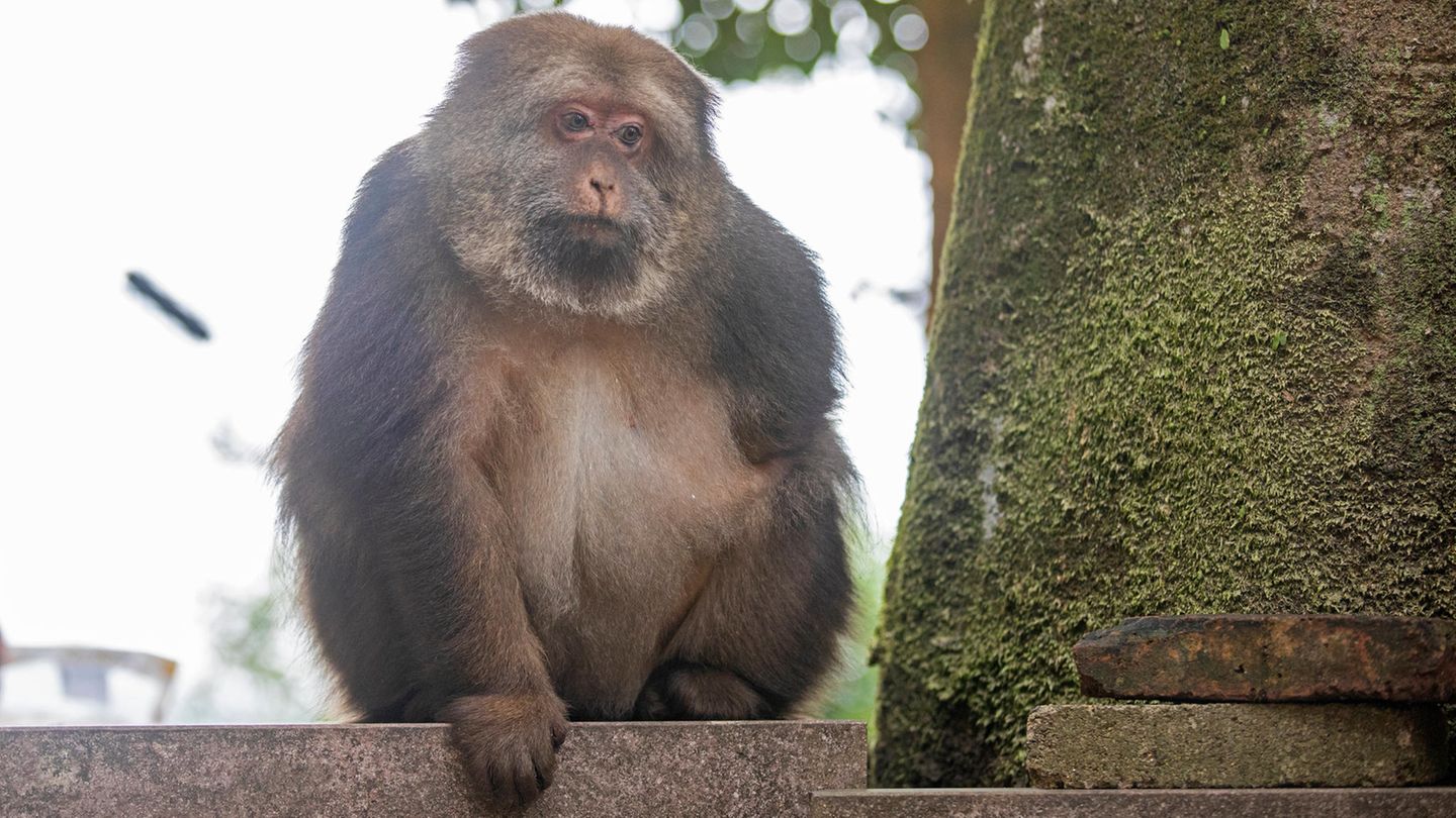 Ein einarmiger Affe sitzt auf einer Mauer Ein einarmiger Affe sitzt auf einer Mauer