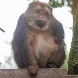Ein einarmiger Affe sitzt auf einer Mauer