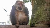 Ein einarmiger Affe sitzt auf einer Mauer