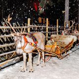 Rentiere bereit für eine Fahrt ihm Weihnachtsmanndorf