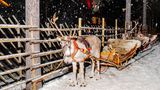 Rentiere bereit für eine Fahrt ihm Weihnachtsmanndorf