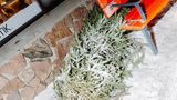 Umgefallener Tannenbaum im - Weihnachtsmanndorf